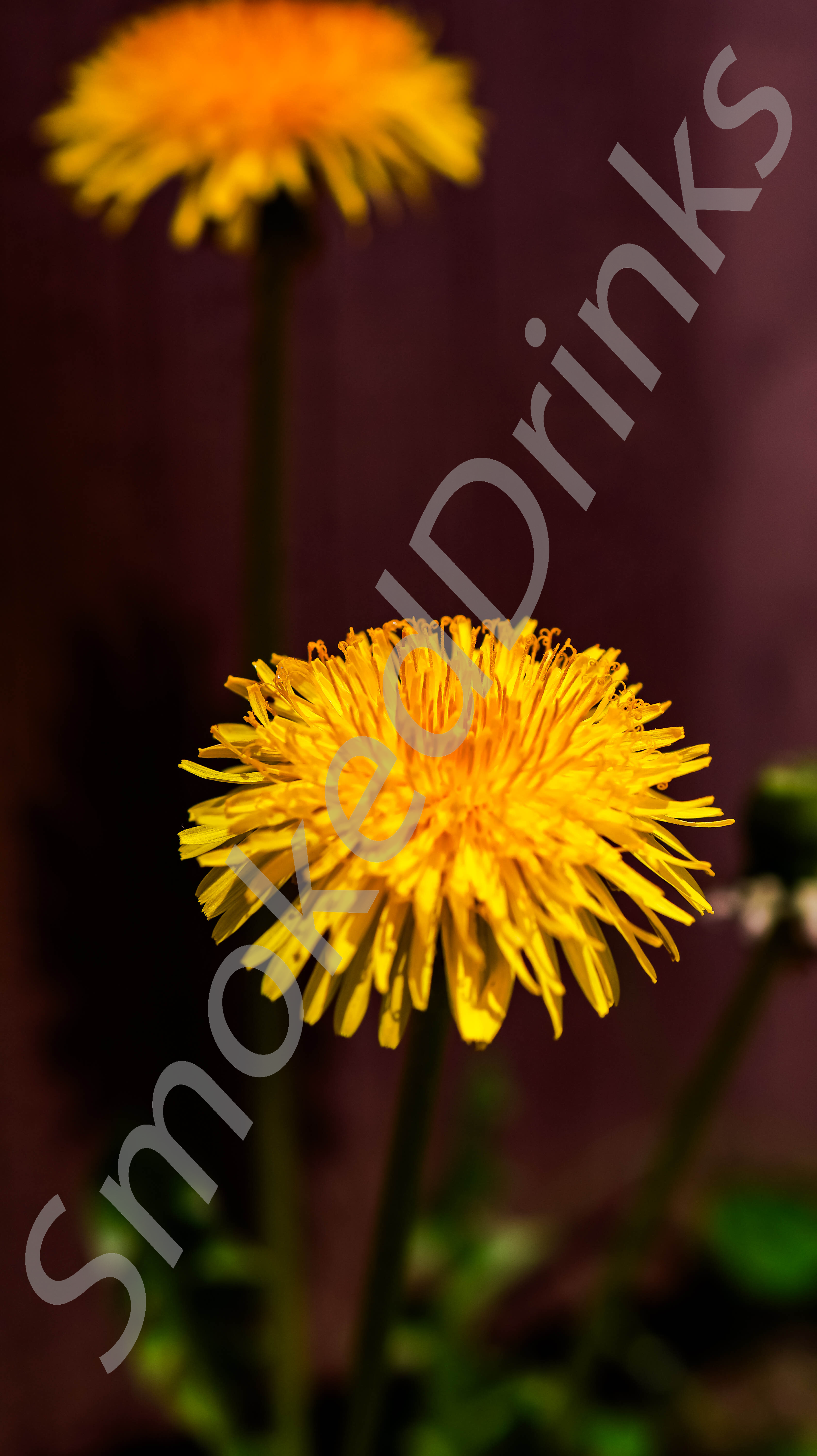 Dandelion