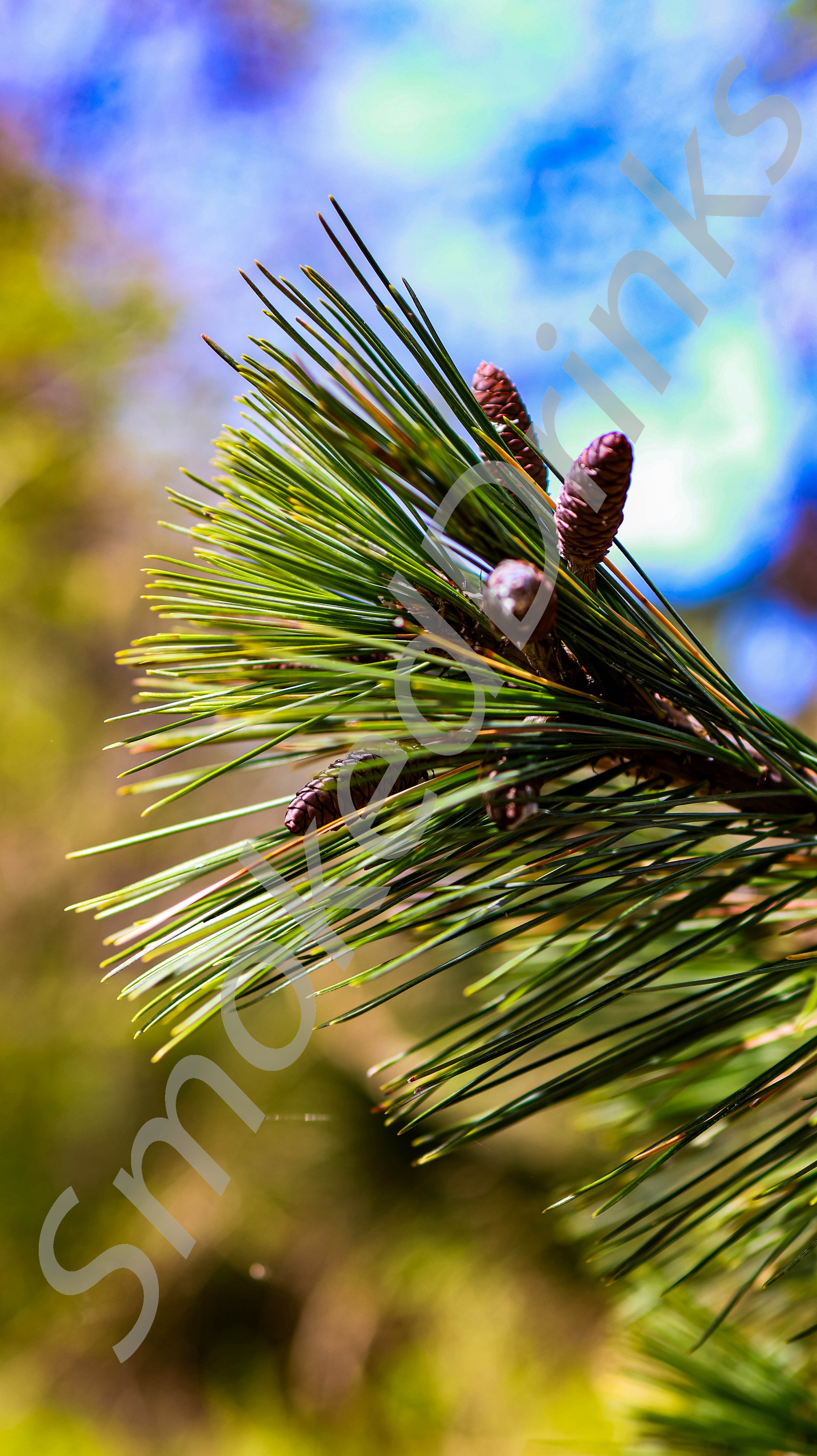 Pine Needles