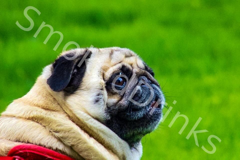 Pug