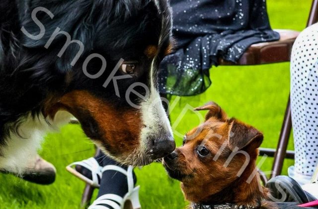 Dogs kissing