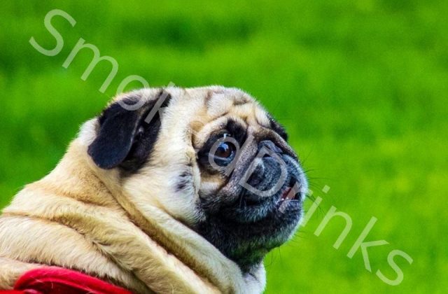 Pug
